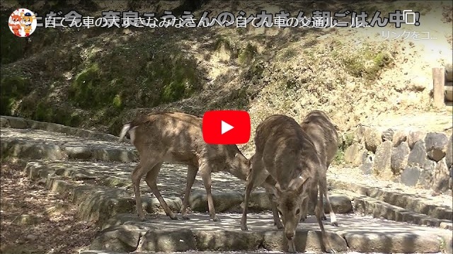 「自てん車の大すきなみなさんへ　自てん車の交通ルールを知っていますか？1」の画像