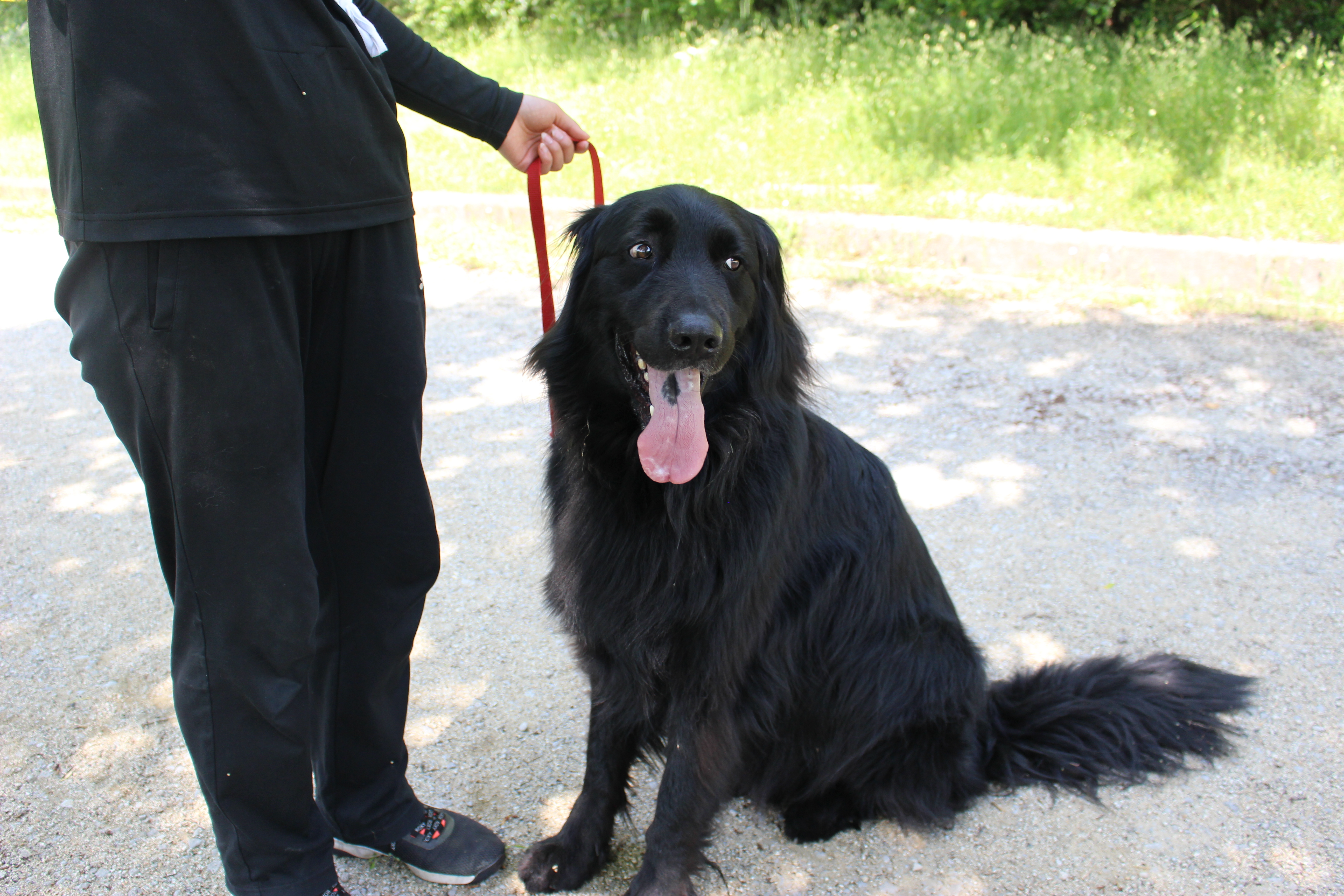 警察犬が指導者と一緒のため、リラックスしている様子