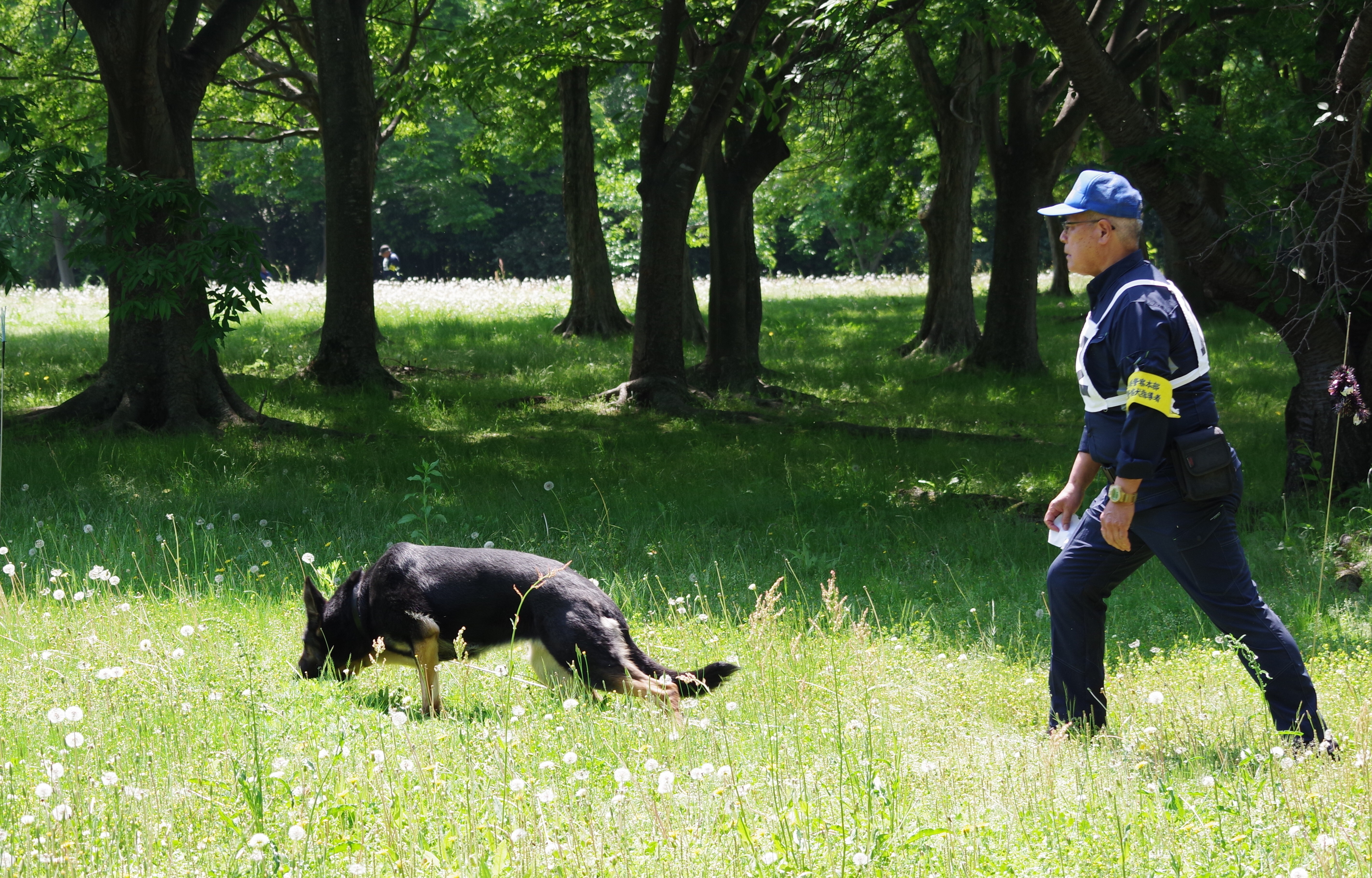 警察犬と指導者が競技をし始める様子