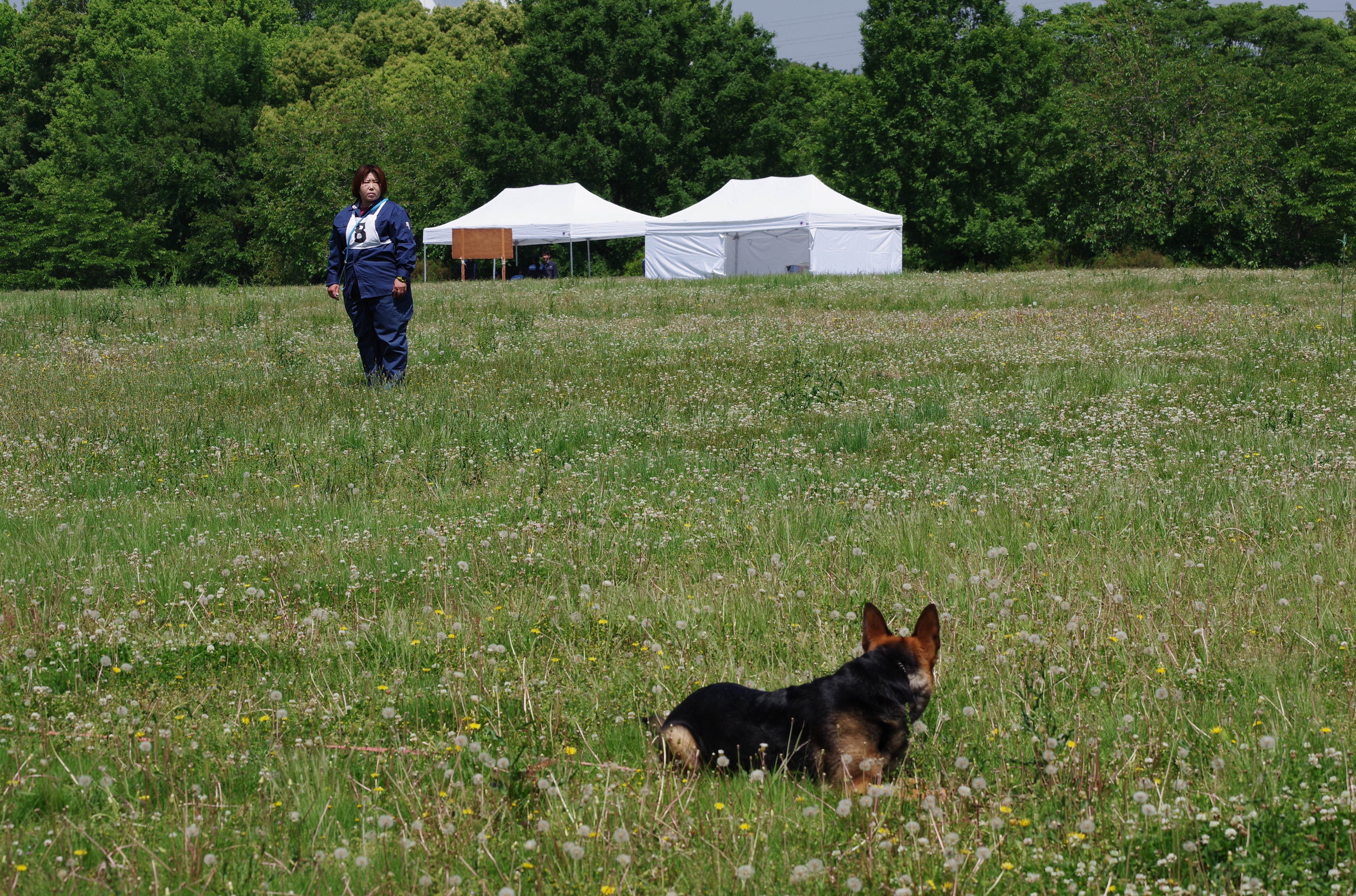 警察犬が指導者の指示で捜索をしている様子