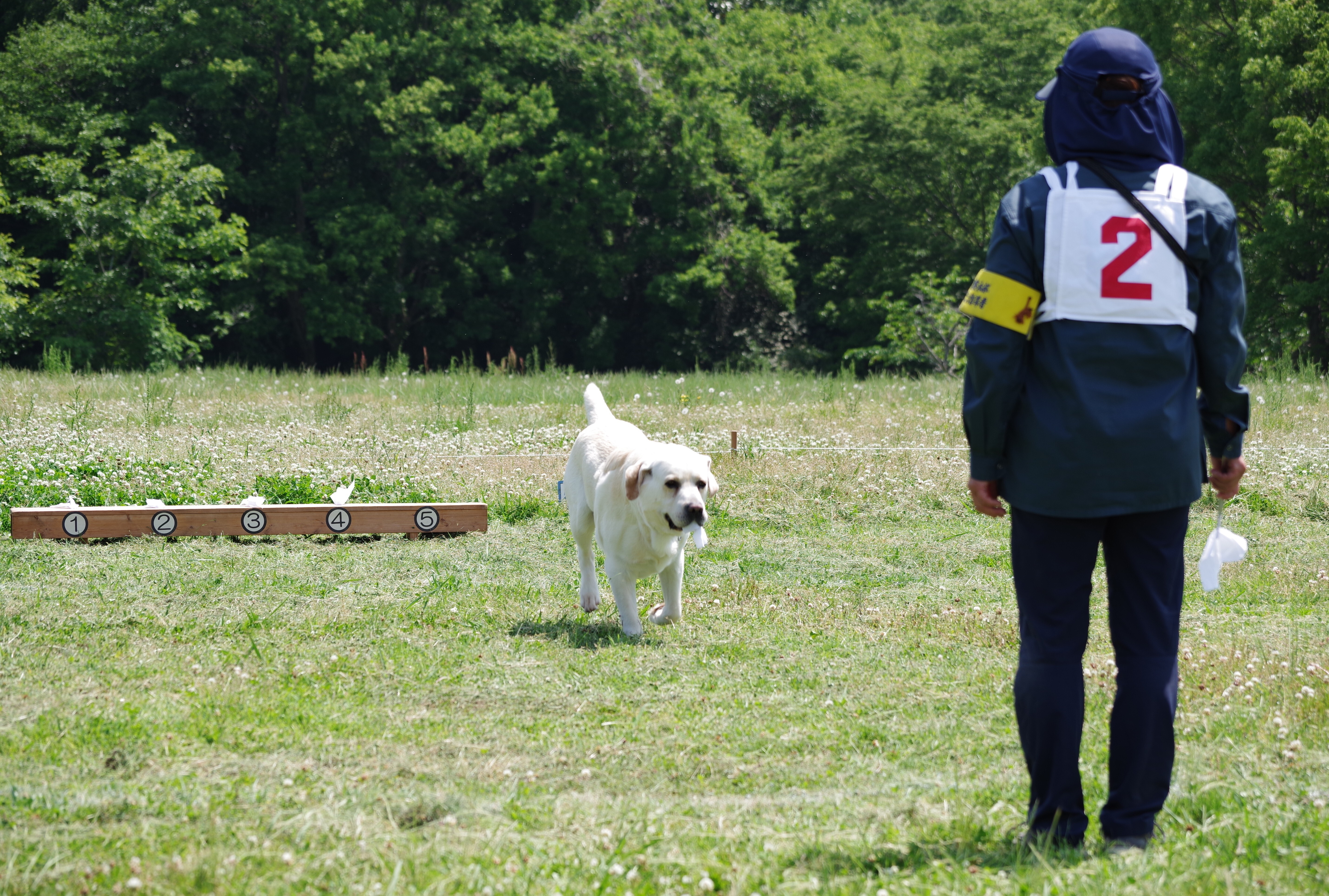 警察犬が訓練成果を披露している様子