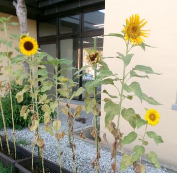 西和警察署のひまわり