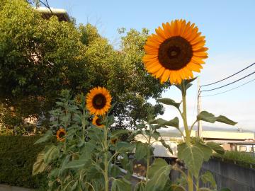 奈良西警察署のひまわり