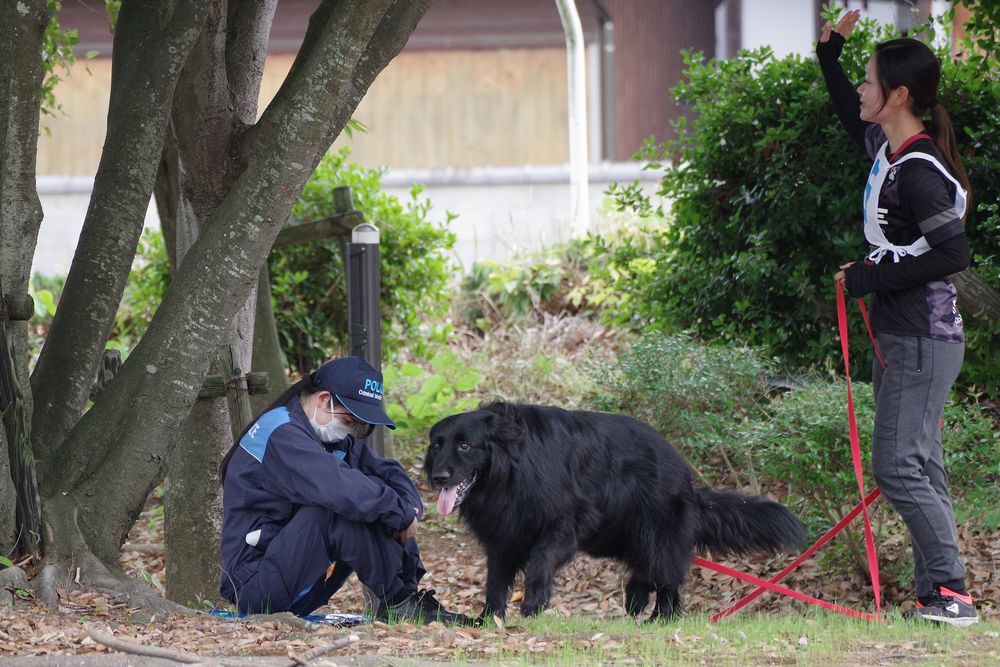 奈良県警察嘱託警察犬訓練競技会のようす4